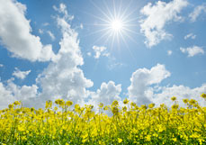 Postkarte Strahlender Frühlingstag