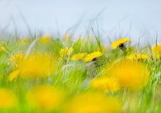 Postkarte Löwenzahnwiese