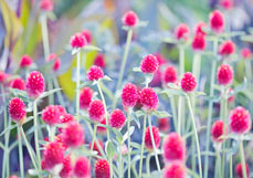 Postkarte Kugelamarant