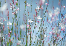 Postkarte Weiße Prachtkerze II