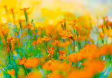 Postkarte Tagetes I