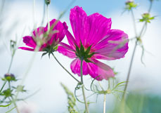 Postkarte Leuchtende Cosmea