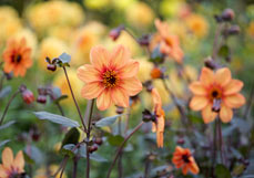 Postkarte Dahlie Abendrot