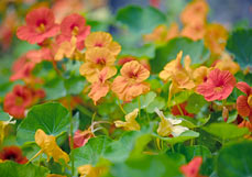 Postkarte Kapuzinerkresse