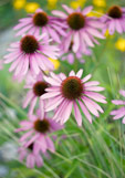 Postkarte Echinacea II
