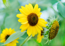 Postkarte Sonnenblumen