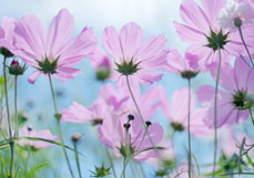 Postkarte Cosmeenfreude