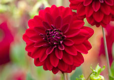 Postkarte Tiefrote Dahlie