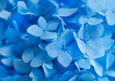 Postkarte Blauer Hortensienzauber