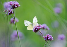 Postkarte Kleiner Kohlweißling