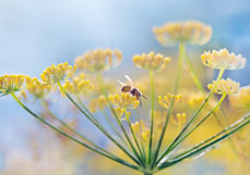 Postkarte Besuch auf der Fencheldolde