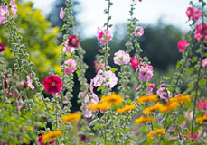 Postkarte Stockrosen II