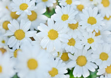 Postkarte Weiße Chrysanthemen