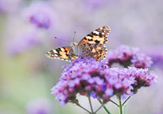 Postkarte Distelfalter liebt Eisenkraut III