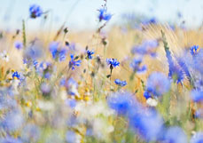 Postkarte Kornblumen im Feld I