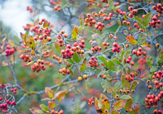 Postkarte Hahndorn im Herbst