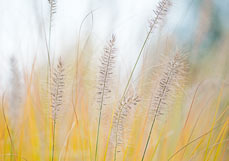 Postkarte Lampenputzergras