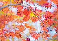 Postkarte Leuchtender Ahorn