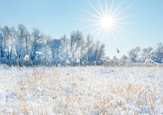 Postkarte Wintersonne über dem Schilf
