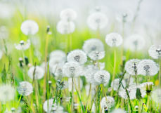 Postkarte Pusteblumenwiese