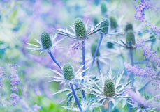 Postkarte Elfenbein-Mannstreu