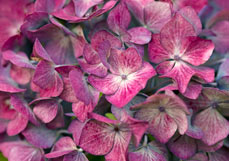 Postkarte Hortensie in bordeaux