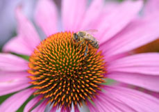 Postkarte Honigbiene besucht Echinacea