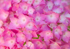 Postkarte Leuchtende Hortensie