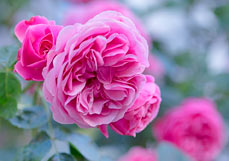 Postkarte Edelrose im weichen Licht