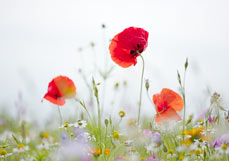 Postkarte Wilde Wiese mit Mohn