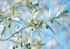 Postkarte Olivenzweig