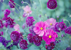 Postkarte Kosmeen lieben Skabiosen