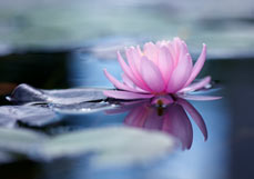 Postkarte Seerose II