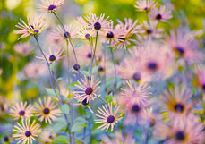 Postkarte Rudbeckia subtomentosa