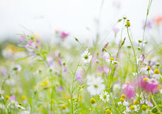 Postkarte Wilde Wiese