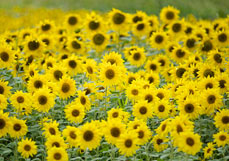 Postkarte Sonnenblumenfeld