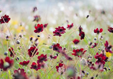Postkarte Schokoladen-Kosmee