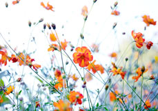 Postkarte Cosmos sulphureus I