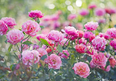 Postkarte Im Rosengarten