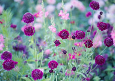 Postkarte Geliebte Skabiosen