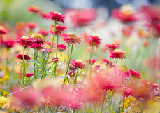 Postkarte Strohblumen