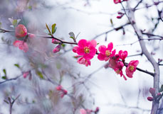 Postkarte Zierquitte II