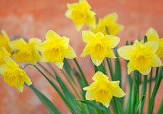 Postkarte Osterglocken am rostroten Haus