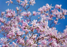 Postkarte Magnolienpracht