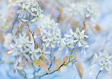Postkarte Felsenbirne