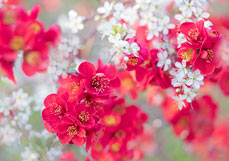 Postkarte Zierquitte liebt Schlehe