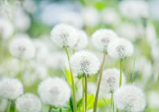 Postkarte Pusteblumenhauch