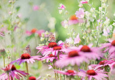 Postkarte Distelfalter liebt Echinacea