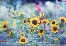 Postkarte Sommerabend mit Sonnenblumen