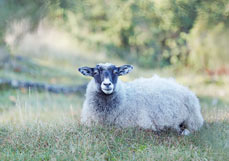 Postkarte Schafsruhe